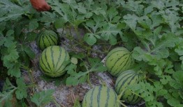 请公子后院吃瓜,一场别开生面的夏日盛宴