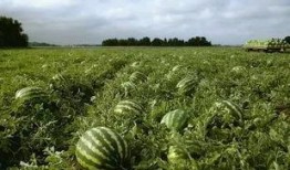 畲族吃瓜,瓜果飘香中的传统美食之旅