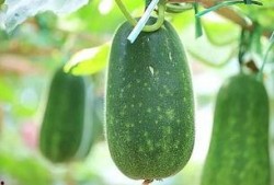 吃瓜吃的是哪个瓜,揭秘“吃瓜群众”的瓜源之谜