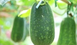 吃瓜吃的是哪个瓜,揭秘“吃瓜群众”的瓜源之谜