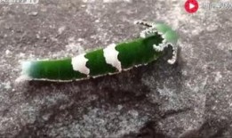 吃瓜视频动物大全,吃瓜视频带你领略动物世界奇观大全