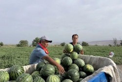 吃瓜漱石,揭秘娱乐圈的甜蜜与苦涩