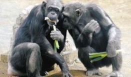 黑猩猩吃角瓜,探索它们对角瓜的独特食用方式