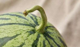 吃瓜返沪全集,一场美食与归乡的浪漫之旅