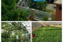 吃瓜南阳市,吃瓜群众的美食之旅