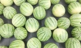 安静吃瓜的教学视频,跟随安静吃瓜教学视频，解锁休闲新姿势