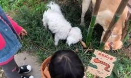 吃小白瓜放屁,揭秘吃瓜放屁的秘密