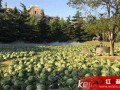 吃瓜美术学院,艺术与生活的跨界碰撞