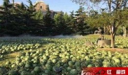 吃瓜美术学院,艺术与生活的跨界碰撞