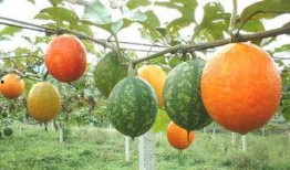 高血糖吃吊瓜,吊瓜助力血糖平衡