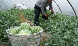 水晶瓜脆瓜沙瓜怎么吃,水晶瓜脆瓜沙瓜的多重食法探索