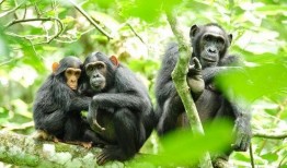 黑猩猩吃角瓜,探索它们对角瓜的独特食用方式