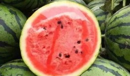 哈米瓜咋吃,哈米瓜的多样食用方法探索