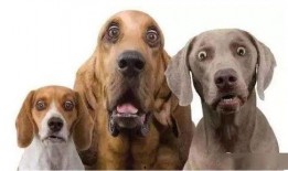 狗子站树上吃瓜,狗子站树上吃瓜的欢乐瞬间