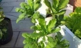 阳台一家人吃瓜,一家人的温馨时光