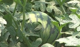 吃瓜高雅说法,一场别开生面的“瓜文化”盛宴