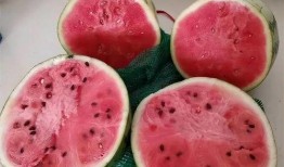 吃麒麟瓜嘴发麻,一嘴麻感背后的神秘传说