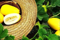 舟山吃瓜,夏日吃瓜，尽享海鲜风味