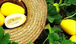 舟山吃瓜,夏日吃瓜，尽享海鲜风味