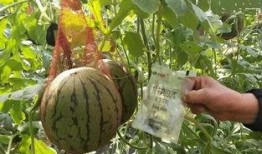 吃瓜群众摘瓜人是真的吗