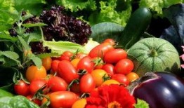 海口卫校吃瓜,校园生活的一抹趣味色彩