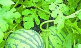 武汉吃瓜人狂喜