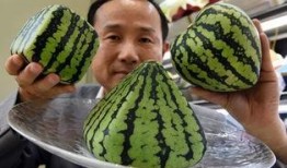 没钱吃的瓜,揭秘贫困家庭的生存困境