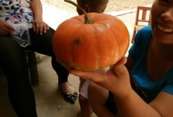 吃瓜粘布,揭秘瓜农与布艺的奇妙融合