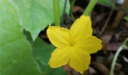 阳台吃瓜赏花图片,繁花似锦尽收眼底