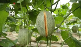 瑾辰吃瓜,揭秘娱乐圈背后的那些事儿