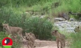 吃瓜3只羊,揭秘羊群中的趣味生活