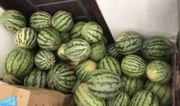 巴西吃瓜视频全集