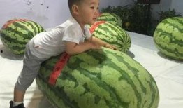 陇南吃瓜事件,一场引发社会热议的食品安全风波