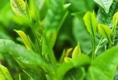 光喝茶吃瓜,品味生活的小确幸