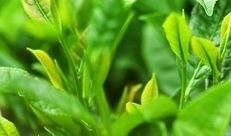 光喝茶吃瓜,品味生活的小确幸