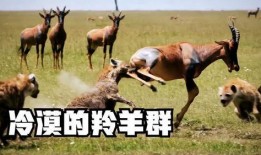 吃瓜3只羊,揭秘羊群中的趣味生活