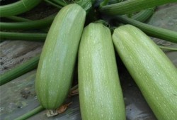 痛风吃小瓜好吗,助缓解症状