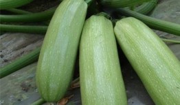 痛风吃小瓜好吗,助缓解症状