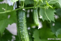 什么叫大家瓜吃