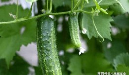 什么叫大家瓜吃