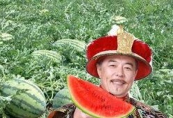 吃瓜第一线 瓜农,揭秘瓜农的辛勤与智慧