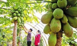 丰与果吃瓜,瓜果飘香，共享丰收喜悦