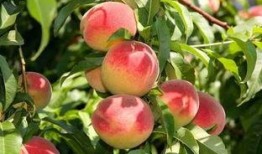 桃子君吃瓜,揭秘娱乐圈那些不为人知的幕后故事