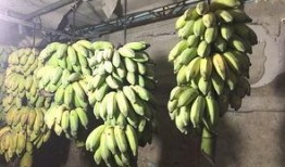 海口卫校吃瓜,校园生活的一抹趣味色彩