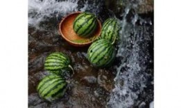 文成吃瓜新闻,揭秘当地热点事件背后的真相