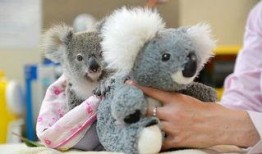 考拉妈咪山姆吃瓜,揭秘萌宠的欢乐时光