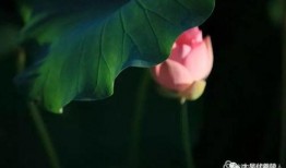 一朵荷花吃瓜,一朵荷花的奇妙食旅