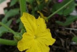 阳台吃瓜赏花图片,繁花似锦尽收眼底