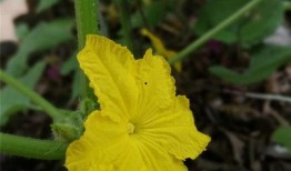 阳台吃瓜赏花图片,繁花似锦尽收眼底