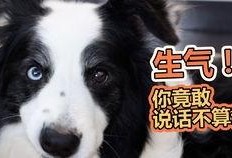 狗狗吃瓜消化吗,消化之谜大揭秘